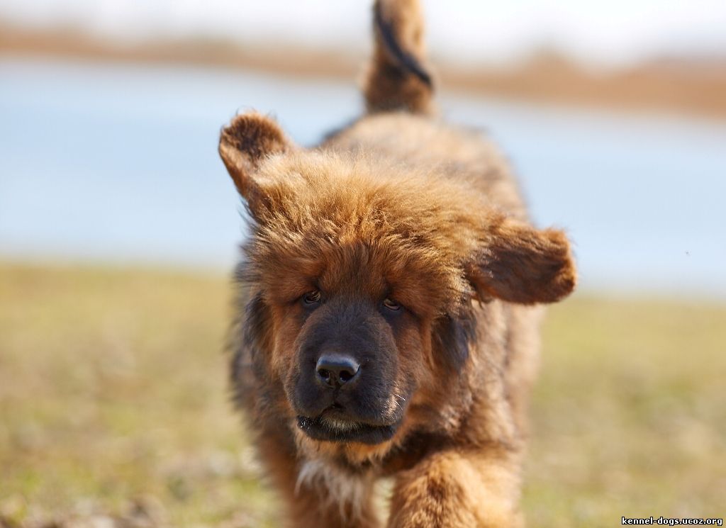 тибетский мастиф цена щенка