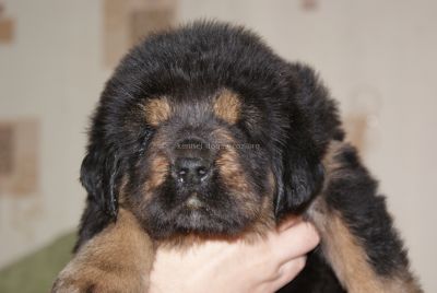 тибетский мастиф щенок
