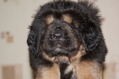 тибетский мастиф щенок