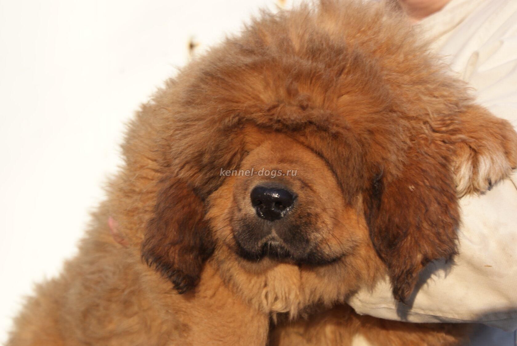 тибетский мастиф купить щенка